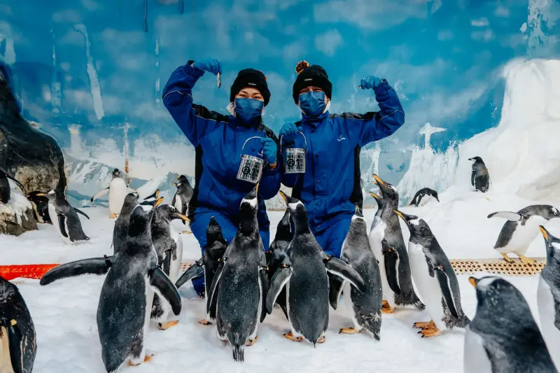 ▲海生館的熱門搶手活動，是全台唯一可以近距離餵食企鵝的體驗。（圖／海生館提供）