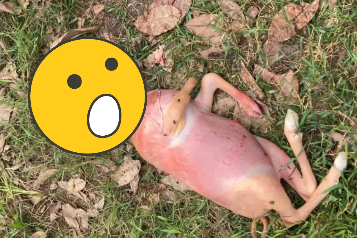 ▲泰國出現一隻「人頭小牛」，讓獸醫出面說明可能的原因。（圖／翻攝自《Khaosod》）