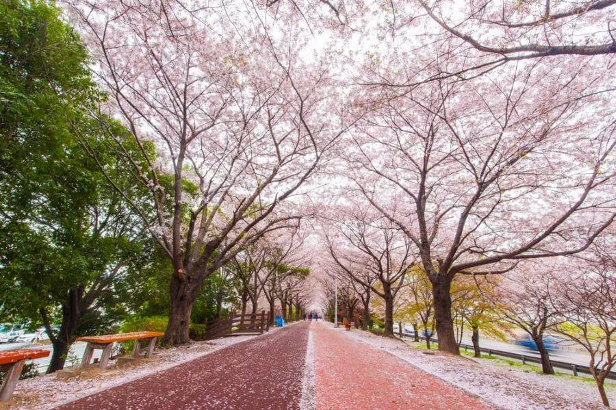 ▲賞櫻花囉！燦星旅遊攜濟州航空推釜山賞櫻獨家包機，四天三夜每人17800元起「第二人再折2000元」，清明連休免請假也能出發。多扶假期則有日本京阪關西及北海道追櫻行程。（圖／燦星旅遊提供）