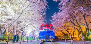 ▲世界最大的櫻花節「鎮海櫻花節」。（圖／燦星旅遊提供）