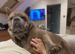 ▲鬥牛犬Yogi雖然外表看起來相當粗曠,但其實心思相當細膩,是個貼心暖男。(圖/取自@yogibearthebullchow) ▲鬥牛犬Yogi雖然外表看起來相當粗曠,但其實心思相當細膩,是個貼心暖男。(圖/取自@yogibearthebullchow)