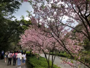 2024陽明山櫻花季,將於2月7日至3月17日期間舉行。(圖/取自陽明山花季臉書) ▲2024陽明山櫻花季,將於2月7日至3月17日期間舉行。(圖/取自陽明山花季臉書)