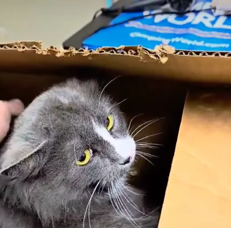 ▲國外動保組織收到一個「需要冷凍」的紙箱，打開是一隻灰長毛成貓，所幸生命跡象正常，只有輕微的受傷。（圖/Yakima Humane Society臉書）