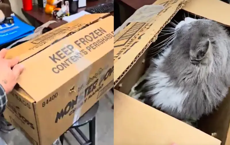 ▲國外動保組織收到一個「需要冷凍」的紙箱，打開是一隻灰長毛成貓，讓工作人員鬆了一口氣。（圖/Yakima Humane Society臉書）