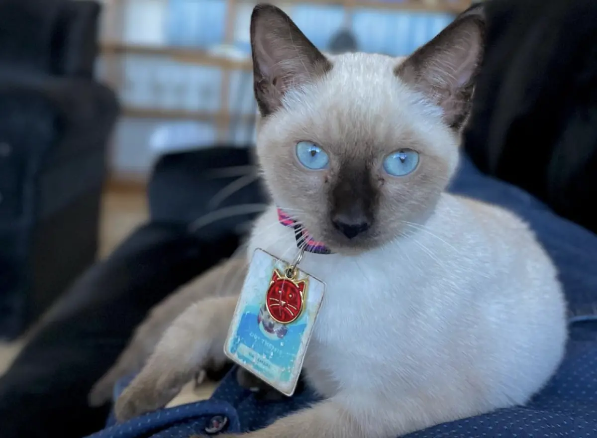 ▲巴西律師協會接獲民眾投訴，大廳出現流浪貓非常礙眼，希望協會能幫忙處理，協會高層聽完投訴之後，竟決定直接收編該隻流浪貓，還給牠律師頭銜及工作證。（圖／翻攝自IG＠dr_leon_advogato）