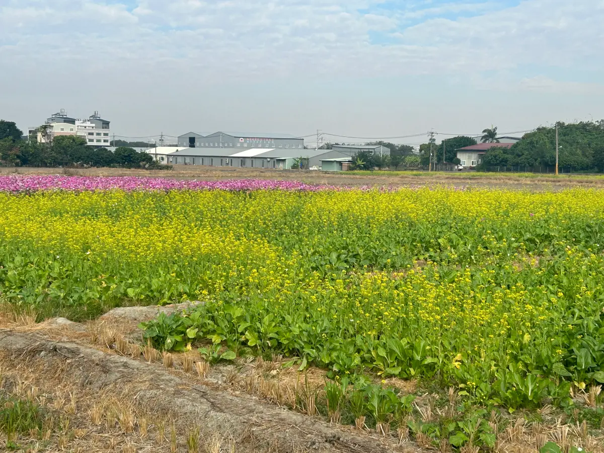 ▲霧峰高達7成土地被劃入國土計劃「農業發展地區」，引發農友抱怨(圖／李天生提供2024.1.31)