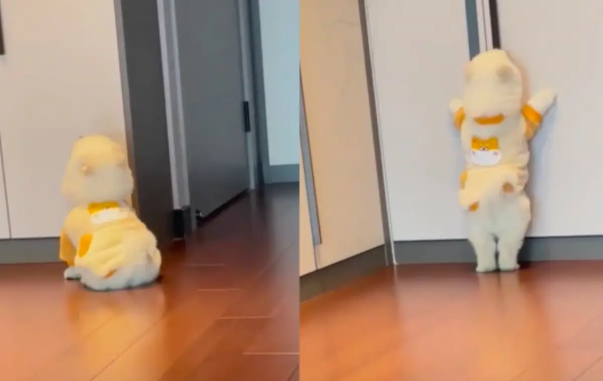 ▲一隻薩摩耶寶寶不小心睡過頭，結果早餐被主人給沒收，急得在櫃子前面嚶嚶撒嬌，讓大批網友融化。（圖/微博）