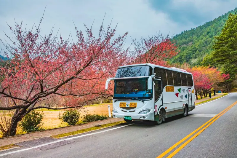 ▲taichung-go套票，武陵花季交通聯票，市公車865路梨山武陵(圖／交通局提供2024.2.1)