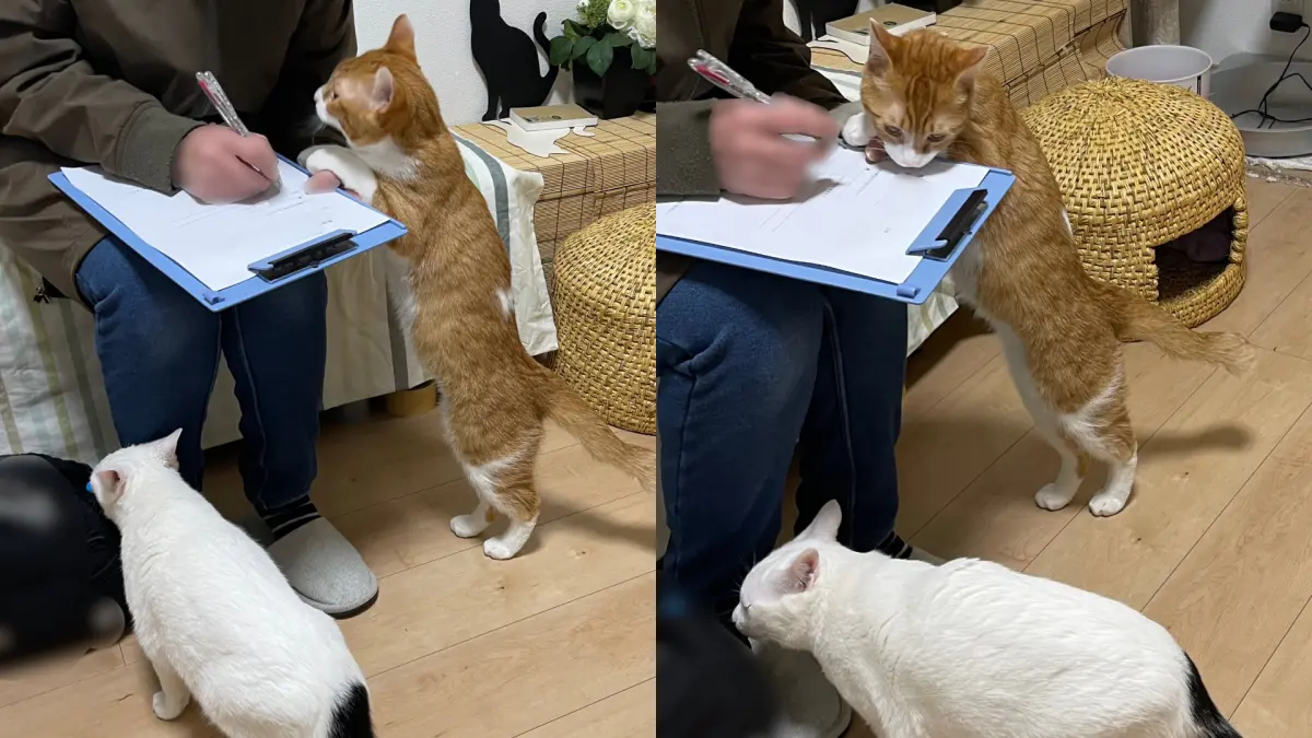 ▲日本一間整復院裡聘請了許多「貓貓招待員」，而牠們上前關心客人填問卷的模樣，也萌翻了好幾萬網友。（圖／取自X@cybele_nakano）