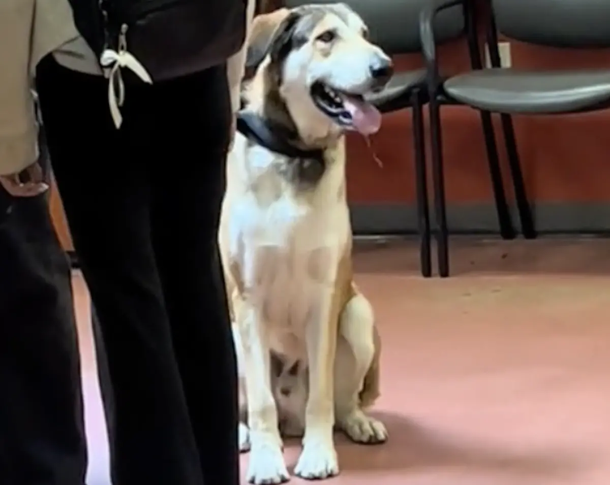 ▲美國一間動物收容所，有隻安那托利亞牧羊犬日前被人申請領養，沒想到狗狗才送養1個小時，就被領養人退回所內。（圖／翻攝自TikTok）