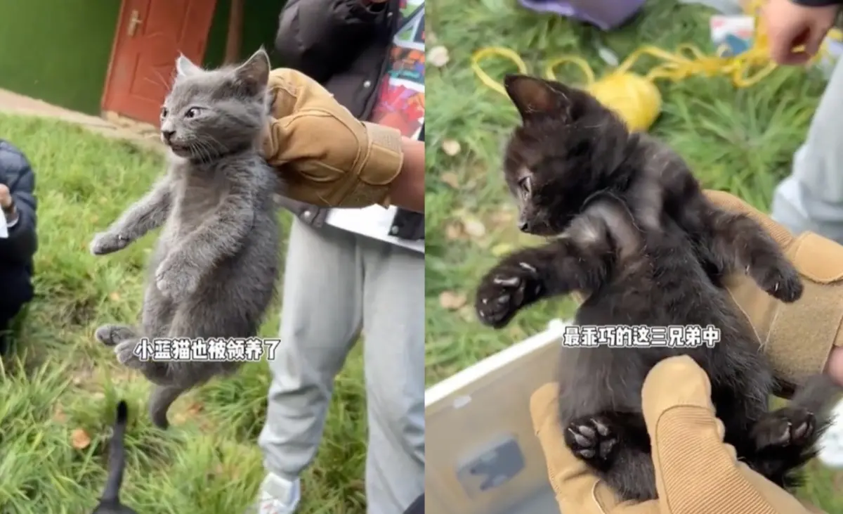 ▲最近大陸一處地方流浪貓激增，不少貓奴集結到現場「現抓現領養」，引起社群討論，相當多可愛的貓咪都有了個家。（圖/Tik Tok）