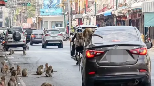 泰國「這城市」遭猴子攻陷！人類計劃抗衡　上千隻獼猴橫行街頭
