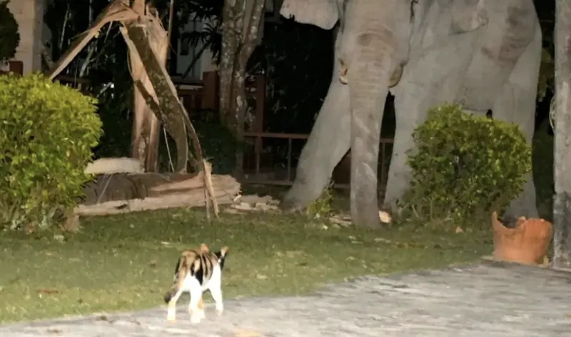 ▲泰國一隻3歲小貓日前遇到4噸重野象闖入家園，沒想到小貓竟勇敢地挺身而出，站在大象面前守護地盤，最終更成功擊退野象。（圖／翻攝自ViralPress / SWNS）