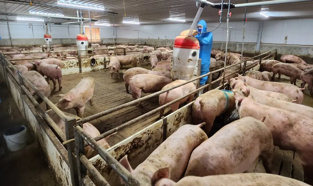 ▲台糖肉品捲「瘦肉精」風波，自主將同批次梅花肉品，送交SGS台北實驗室檢驗，重申檢測報告指出「未檢出」狀態。（圖／NOWnews資料照）