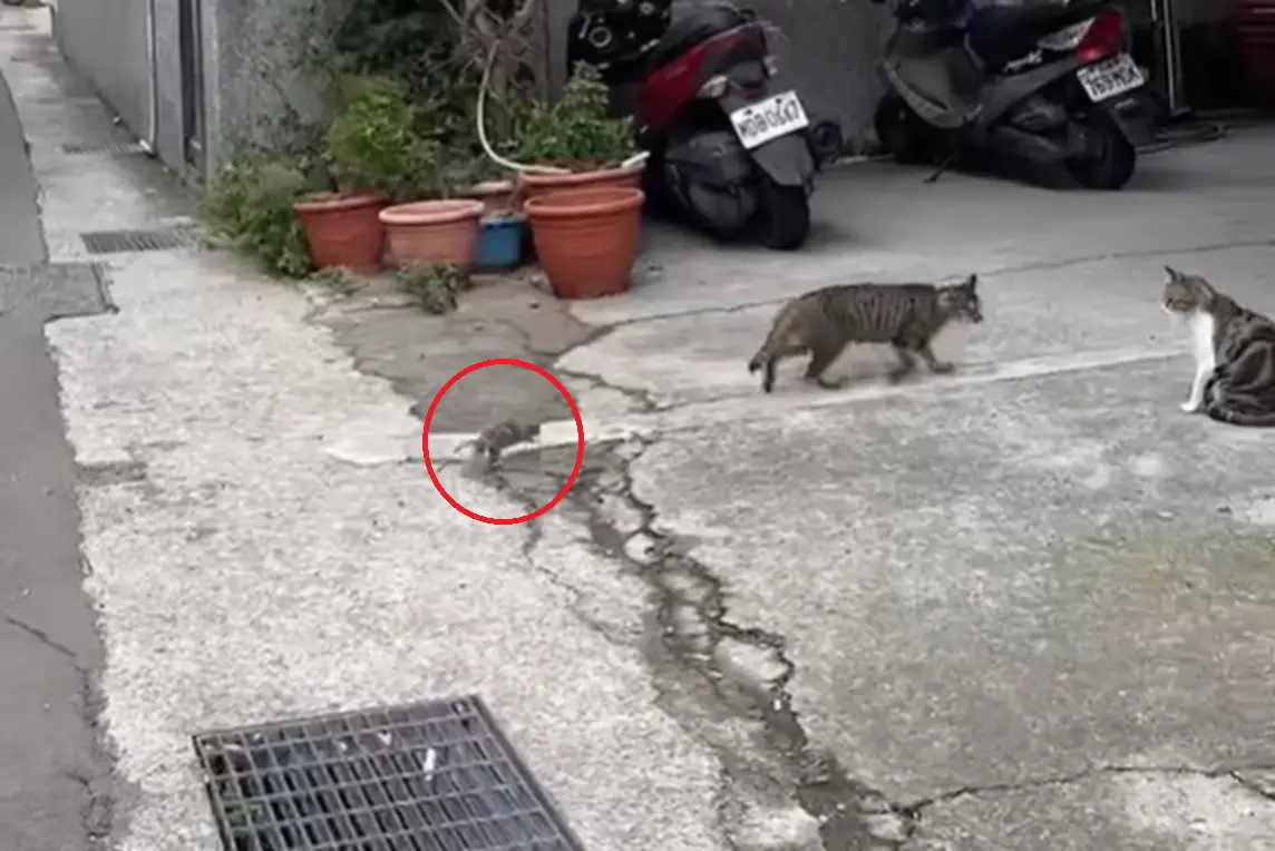 ▲小巷弄內有三隻貓咪，正合力圍捕著一隻從水溝竄出的老鼠，沒想到最終情勢卻大逆轉，落荒而逃的反而是貓咪們。（圖／「我愛湖口鄉」授權使用）