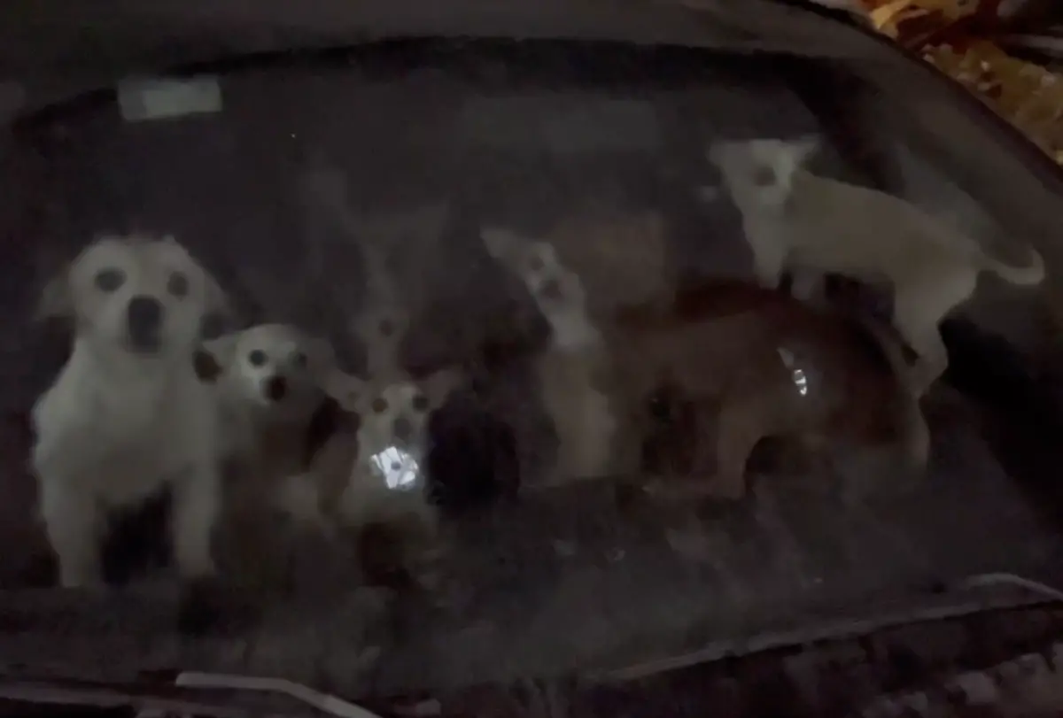 ▲美國德州一名飼主無家可歸，竟將63隻吉娃娃飼養在轎車內，一坨一坨小毛球擠滿車子，畫面十分誇張。（圖／翻攝自臉書「Sheenna Homniok Trahan」）