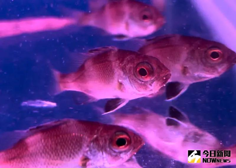 ▲農業部水試所記者會公布最新成果，不只成功養殖野生種魚，還通過人工生殖、培育並穩定飼養第一代的魚苗。（圖／記者林志怡攝，2024.02.05）