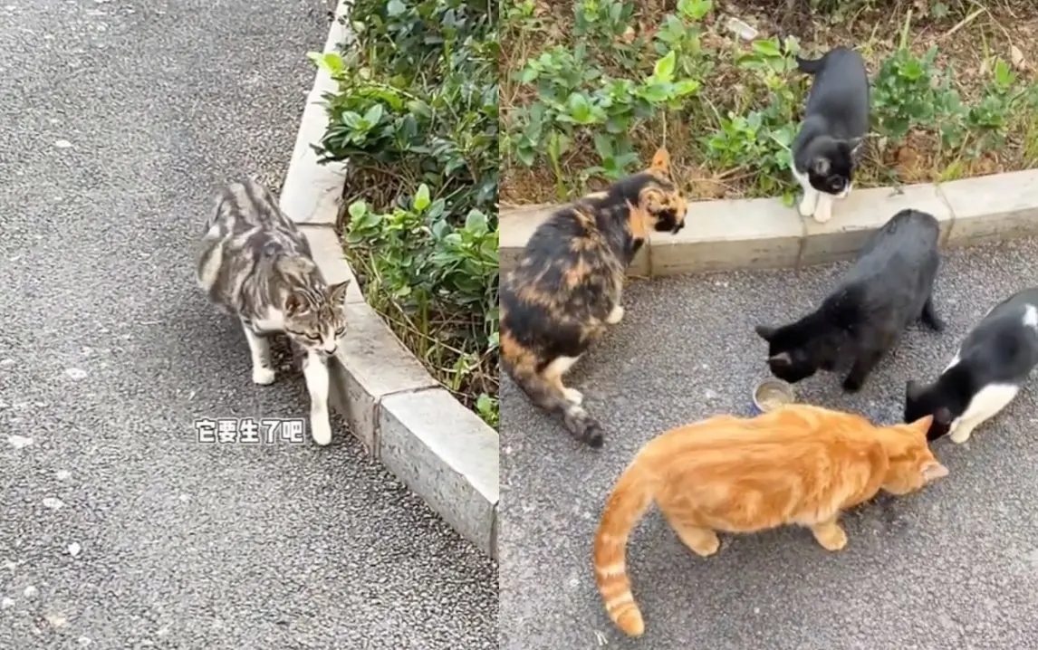 ▲最近大陸一處地方流浪貓激增，不少貓奴集結到現場「現抓現領養」，引起社群討論，相當多可愛的貓咪都有了個家。（圖/Tik Tok）