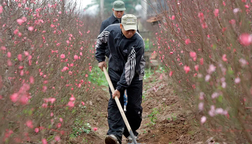 ▲桃花是越南人過年不可或缺的東西，被視為可為來年帶來好運的象徵。但今年因為天氣炎熱，導致桃花提早開花，造成越南花農數十億越南盾損失。（圖／美聯社／達志影像）