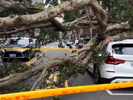 ▲路樹倒塌砸中一輛BMW。（圖／翻攝議員秦慧珠臉書）