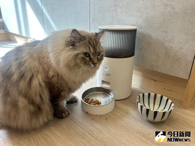 ▲國民黨立委徐巧芯愛貓是隻布偶貓。(圖/記者林怡昕攝)