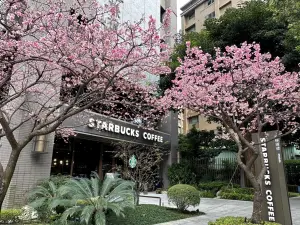 淡水天元宮櫻花開了!國旅3大走春賞櫻路線推薦 高雄櫻花季加碼 ▲雙北賞櫻必去,星巴克「林口文化三門市」也有櫻花!(圖/台灣星巴克提供)