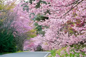▲「武陵農場保證入園」走春還有機會上山看櫻花。（圖／雄獅旅遊提供）