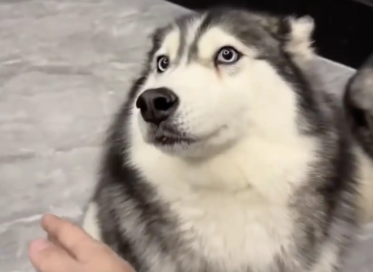 ▲哈士奇小胖有個超強技能，就是可以用光速完美閃躲耳光，且根本已經強到變本能反應的程度。（圖／翻攝自微博）