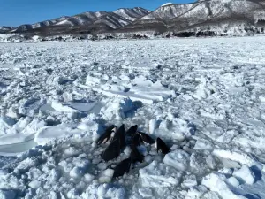 逾10虎鯨受困！北海道流冰面積太廣難救援　「呼吸困難」畫面曝
