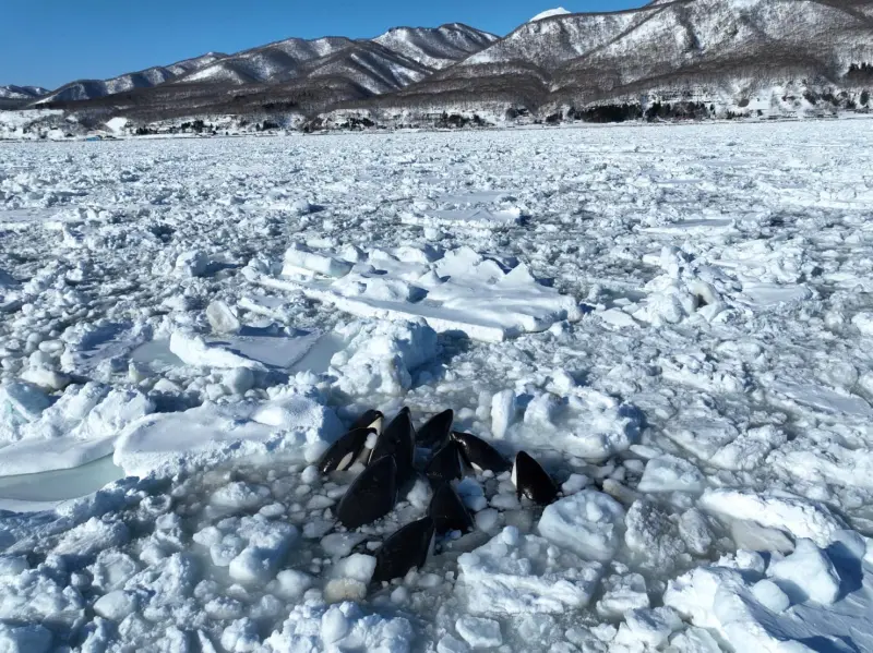 ▲日本北海道羅臼町近海6日發現至少有10頭虎鯨受困於大面積的流冰中。（圖／翻攝自合同会社ワイルドライフプロ）