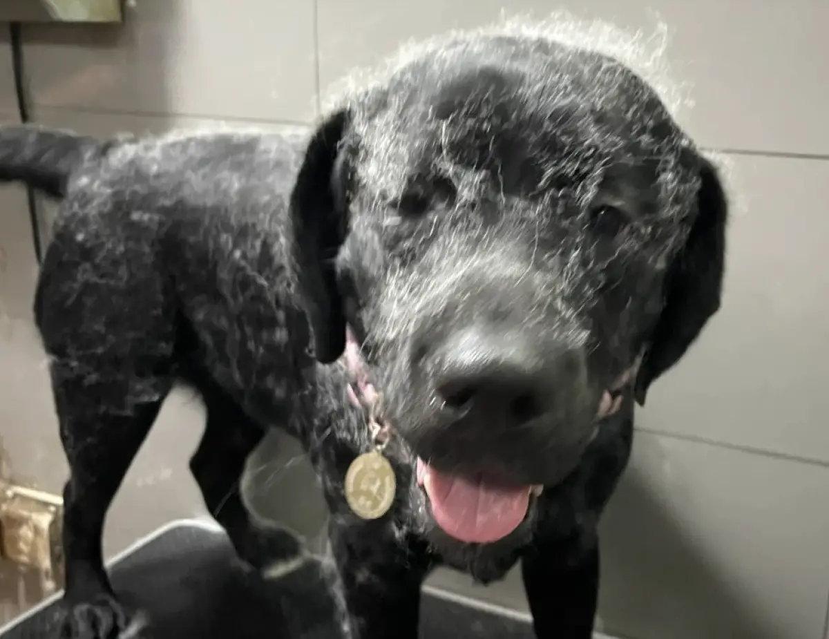 ▲黑色拉布拉多「坦克」日前被送去寵物美容，洗完澡後竟變身成「黑白狗」，全身黏滿白毛表情超困惑，而主因就是後方正在露出陰險微笑的薩摩耶。（圖／翻攝自小紅書）