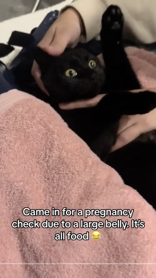 ▲美國一隻流浪黑貓肚子變得越來越大，讓志工推測應該是懷孕了，因此帶牠到動物醫院檢查，沒想到獸醫一照超音波，發現黑貓根本沒懷孕，而是吃太多發福了。（圖／翻攝自TikTok＠vetproducts）