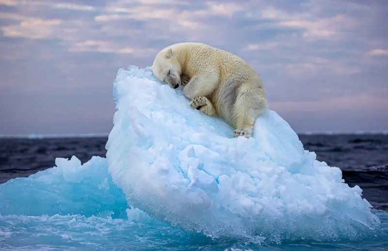 ▲一張北極熊窩在漂浮小冰山上睡覺的照片，獲得英國自然歷史博物館第59屆最佳人氣獎。（圖／翻攝自英國自然歷史博物館官網／Nima Sarikhani攝影）