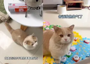 ▲飼主挑戰回家不馬上摸貓,故意忽略自己愛貓大郎,結果大郎越想越不對勁,狂按地板按鈕「生氣」,相當可愛。(圖/Tik Tok) ▲飼主挑戰回家不馬上摸貓,故意忽略自己愛貓大郎,結果大郎越想越不對勁,狂按地板按鈕「生氣」,相當可愛。(圖/Tik Tok)
