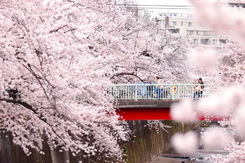春天提前報到！日本櫻花開花預測出爐　東京「這時」賞櫻最漂亮
