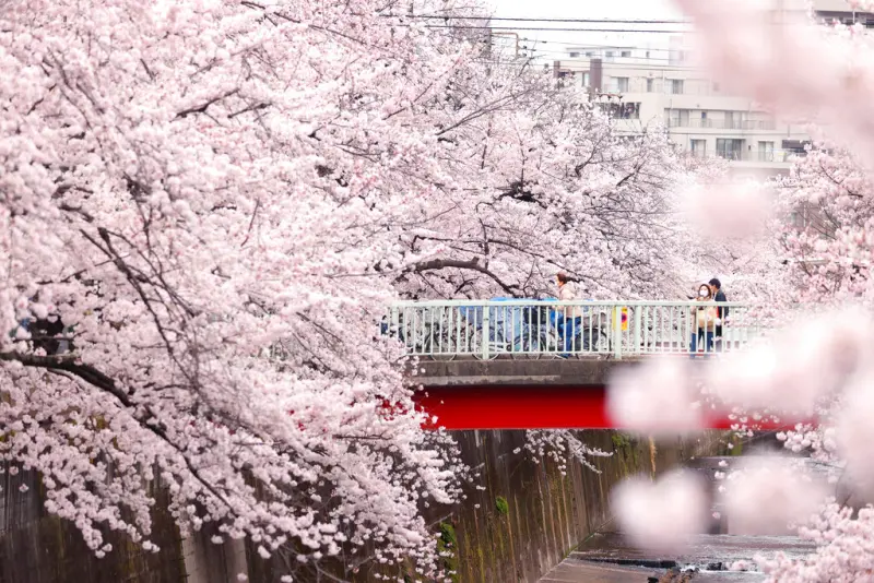 ▲日本各民間氣象公司目前預測今年櫻花開花日仍有出入，東京被預測最快可能在3月17日左右開花。（圖／美聯社／達志影像）