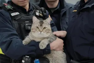 板橋警察認證「非常重」貓咪回家了！飼主曝本名　真實體重曝光
