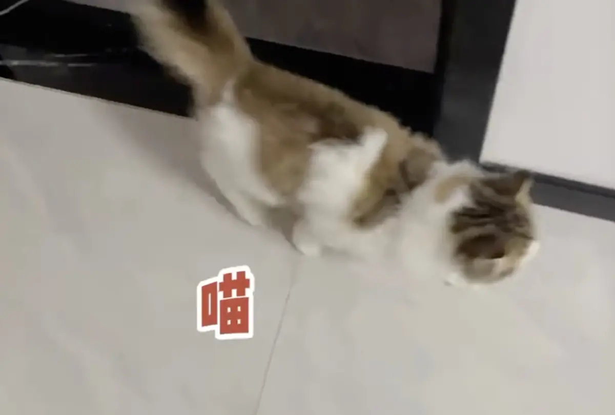 ▲一名主人進房間忘記把愛貓帶上，結果貓咪在門外使出狂暴嘶吼，讓貓奴直呼「你養的是哥吉拉吧」？（圖/IG@may._.1766）