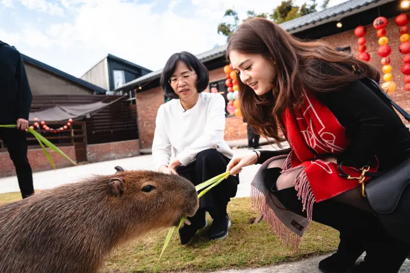 ▲蘇巧慧帶著杜若薇前往樹林超夯的餐廳「紅磚園邸」,除了美味餐點以外,體驗餵食水豚更是賣點之一。(圖/蘇巧慧辦公室提供)