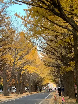 ▲北海道大學的楓葉與跟銀杏讓張志豪難忘。（圖／張志豪提供）