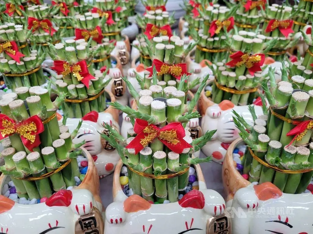 ▲新北市政府綠美化環境景觀處指出，富貴竹具竹報平安、節節高升、富貴吉祥寓意，其實它不是竹子，而是小喬木，不需要特別照顧也能生長，土耕、水耕皆可，但仍以水耕居多。中央社記者高華謙攝 113年2月10日