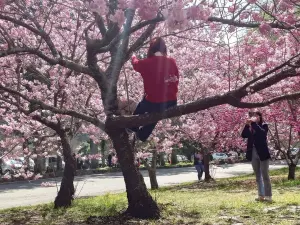 遊客爬櫻花樹拍照！武陵農場怒了「學猴子沒比較厲害」　罰則曝光
