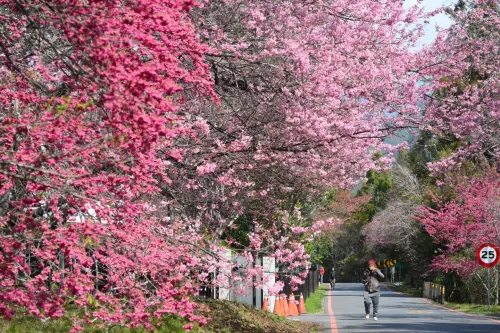▲正值農曆春節連續假期，許多民眾紛紛外出走春，其中位於台中市和平區的武陵農場，更是恰逢櫻花季，園內開滿了美美的櫻花。（圖／取自武陵農場臉書）