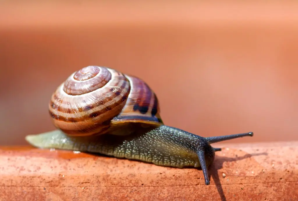 ▲中亞國家哈薩克今年不過「龍年」而是「蝸牛年」。（圖／美聯社／達志影像）