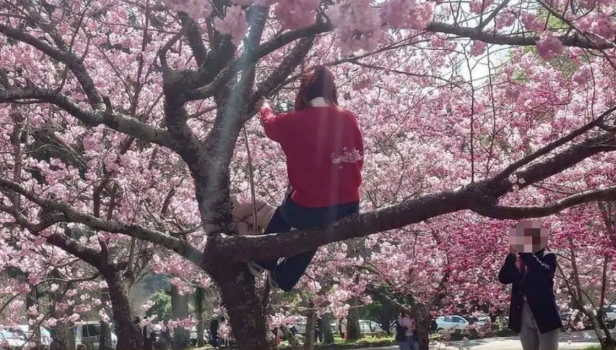 ▲本月10日，有女遊客前往武陵農場賞花時，竟直接爬到櫻花樹上拍照，對此，武陵農場於臉書粉絲團發文指出，依《國家公園法》規定，採折花木是可開罰的，提醒遊客不要觸法。（圖／翻攝畫面）