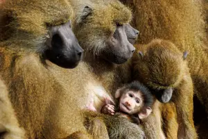 動保人士怒了!德動物園「狒狒太多」 竟要殺一半餵其它肉食者