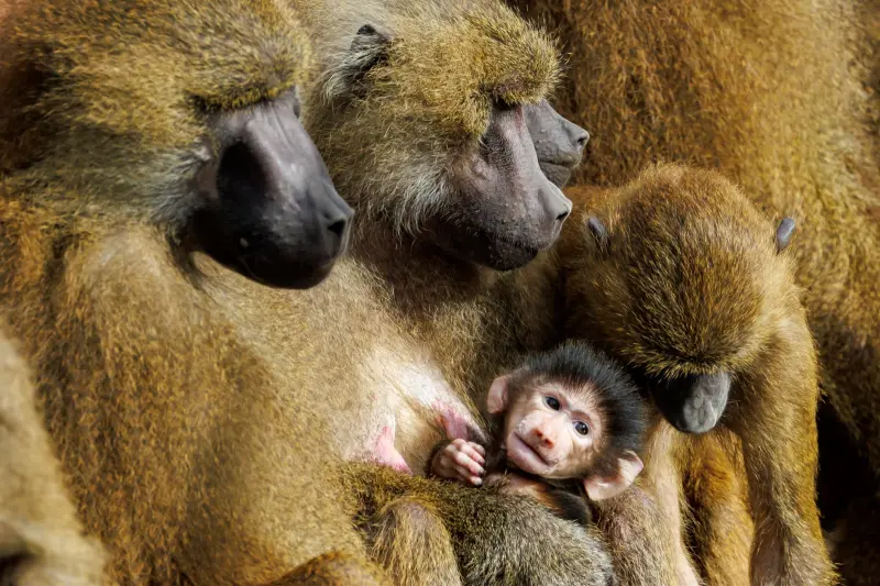 ▲德國紐倫堡動物園的幾內亞狒狒，有一部分恐面臨安樂死的命運。（圖／美聯社／達志影像）
