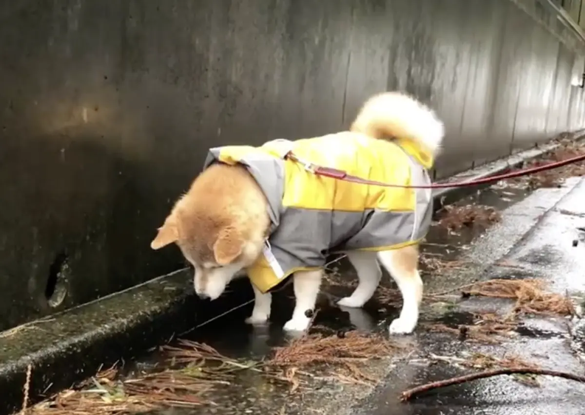 ▲Momo在下雨天出門蹓躂，經過積水時突然被自己的帥氣倒影迷住，對著水面看了好久都不肯回家。（圖／翻攝自X）