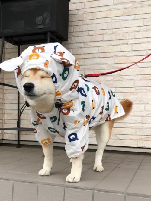 ▲Momo在下雨天出門蹓躂,經過積水時突然被自己的帥氣倒影迷住,對著水面看了好久都不肯回家。(圖/翻攝自X) ▲Momo在下雨天出門蹓躂,經過積水時突然被自己的帥氣倒影迷住,對著水面看了好久都不肯回家。(圖/翻攝自X)