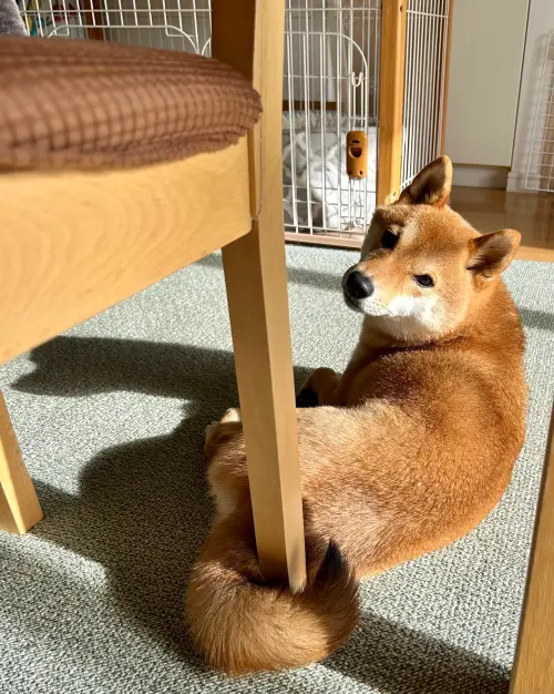 ▲日本一名飼主發文表示,他帶自家柴犬「麥丸」出門散步,最容易忘記帶的就是「狗」,麥丸事後一臉傻眼地看著天兵主人。(圖/翻攝自X) ▲日本一名飼主發文表示,他帶自家柴犬「麥丸」出門散步,最容易忘記帶的就是「狗」,麥丸事後一臉傻眼地看著天兵主人。(圖/翻攝自X)